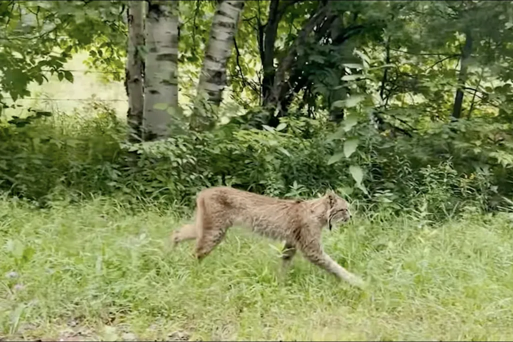 A lynx walking alongside a road