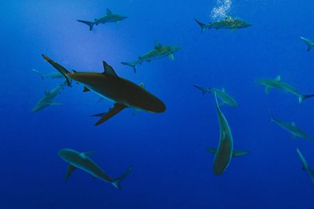 The squalene industry kills around 3 million sharks each year, and if squalene is used in a vaccine to treat everyone in the world, up to half a million sharks will be killed.