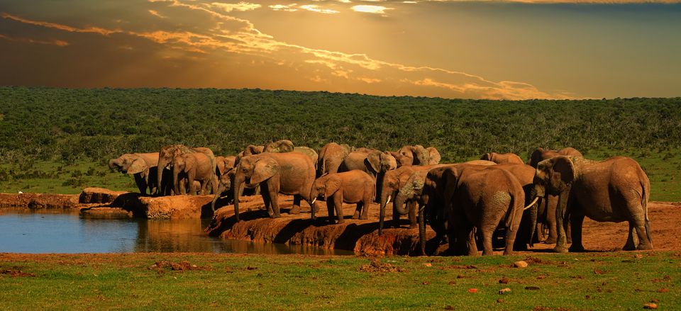  Elephant herd in Addo Elephant National Park 