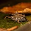 Adult Túngara frog
