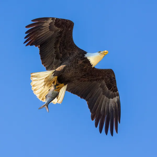 Close up of Bald Eagle heading back to the nest with Breakfast flying directly overhead thumbnail