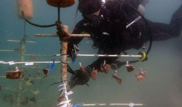 Smithsonian Conservation Biology Institute scientist Mike Henley dives at a coral nursery where brown rice coral and blue rice coral grow.