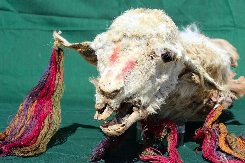 Decorated llama