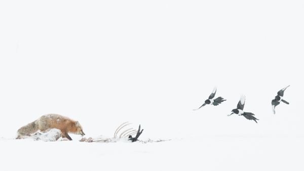 Red fox on carcass thumbnail