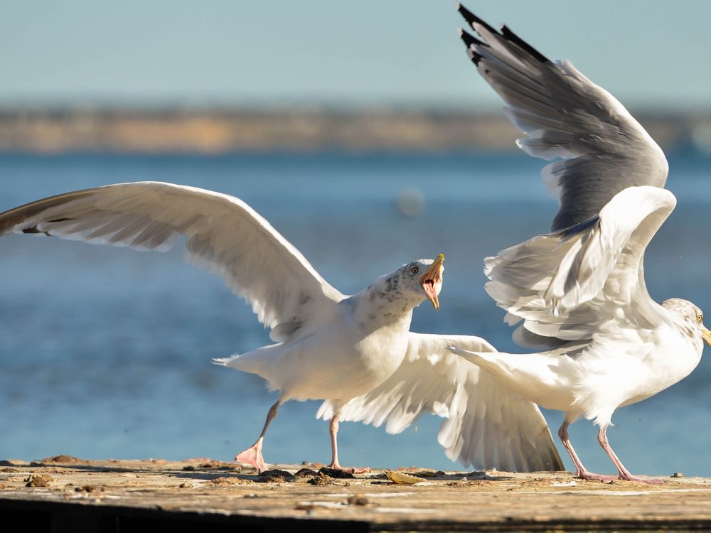 Herring "food fighting" Gulls Smithsonian Photo Contest Smithsonian