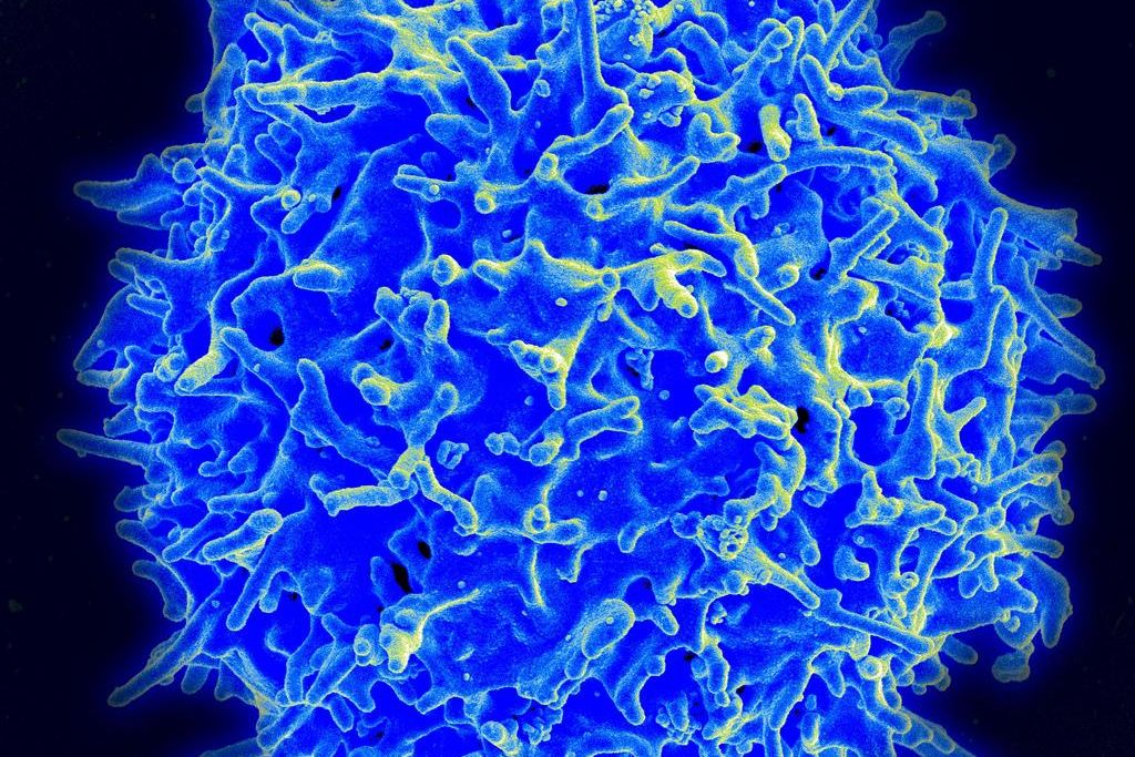 T Cell