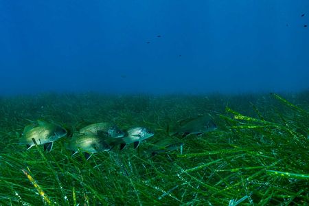 Noise pollution affects the structures within seagrass that help the marine plant detect gravity and store energy.