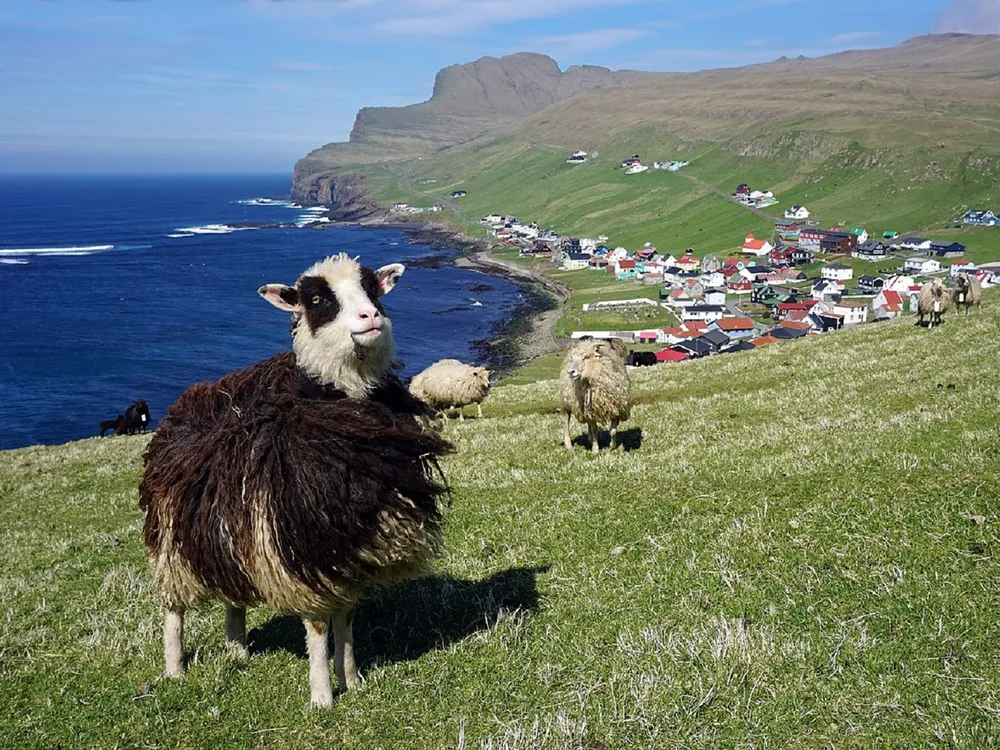 Sheep on Faroe island
