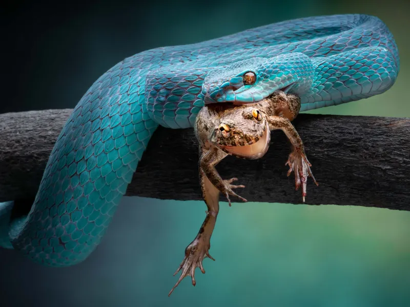 Blue Insularis 8 | Smithsonian Photo Contest | Smithsonian Magazine