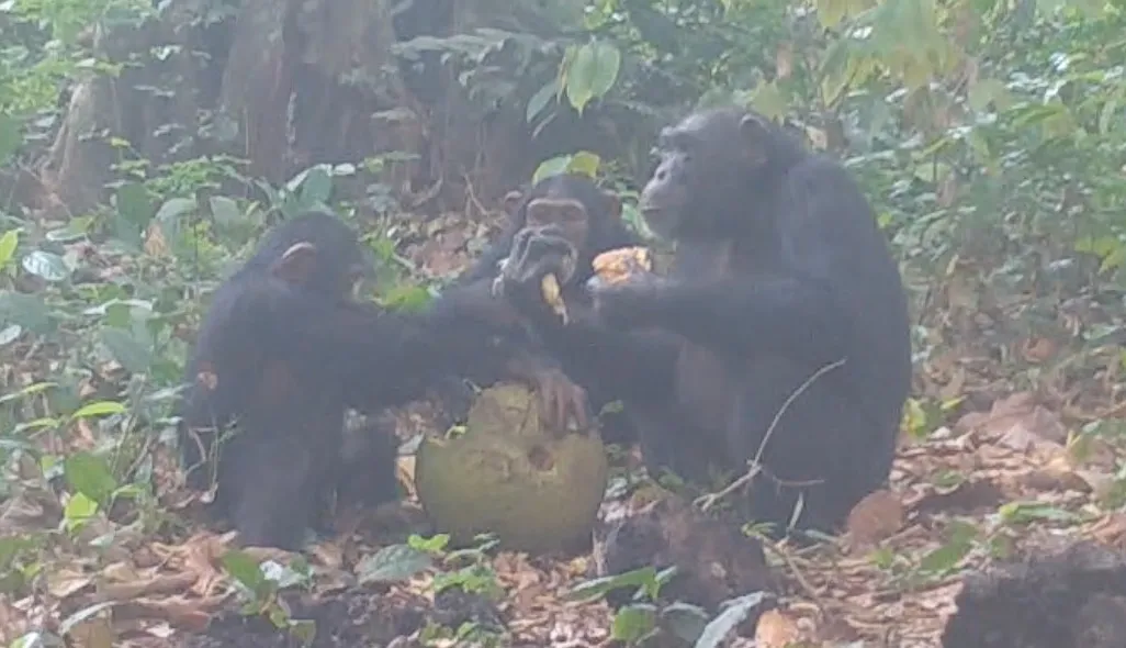 Three chimps sharing alcoholic fruit.