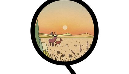 Why Aren’t There Forests in the Midwest? And More Questions From Our Readers