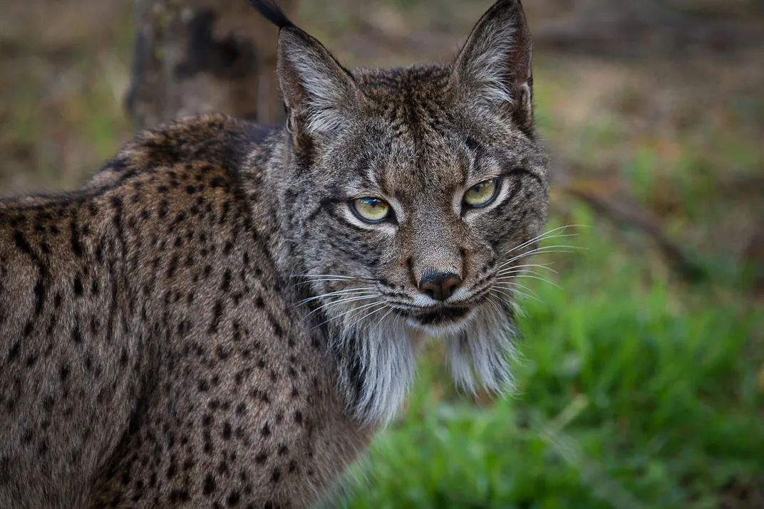 Adult Lynx
