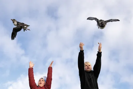 &Iacute;ris Dr&ouml;fn Gu&eth;mundsd&oacute;ttir (left) and her cousin Anton Ingi Eir&iacute;ksson release pufflings from the Hamarinn sea cliff on the Icelandic island of Heimaey.