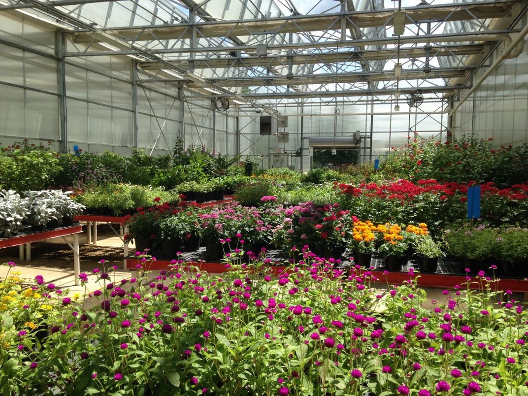 The plants for the Butterfly Pavilion get their start at the Smithsonian Greenhouses. 