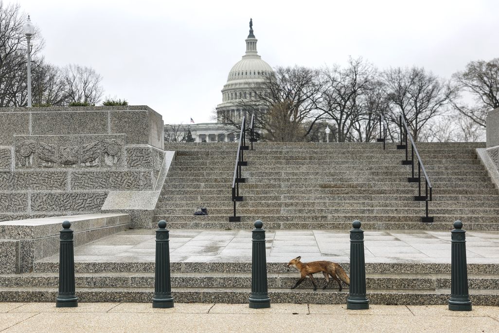 Fox in D.C.