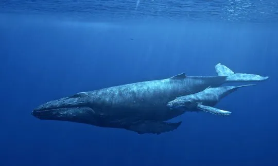 baby humpback whale