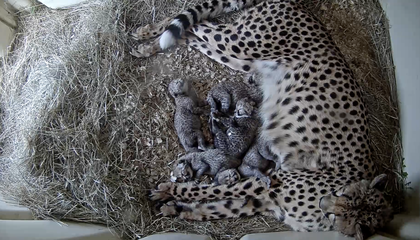 Watch Five Adorable Newborn Cheetah Cubs Grow on a Livestream From the Smithsonian's Conservation Biology Institute