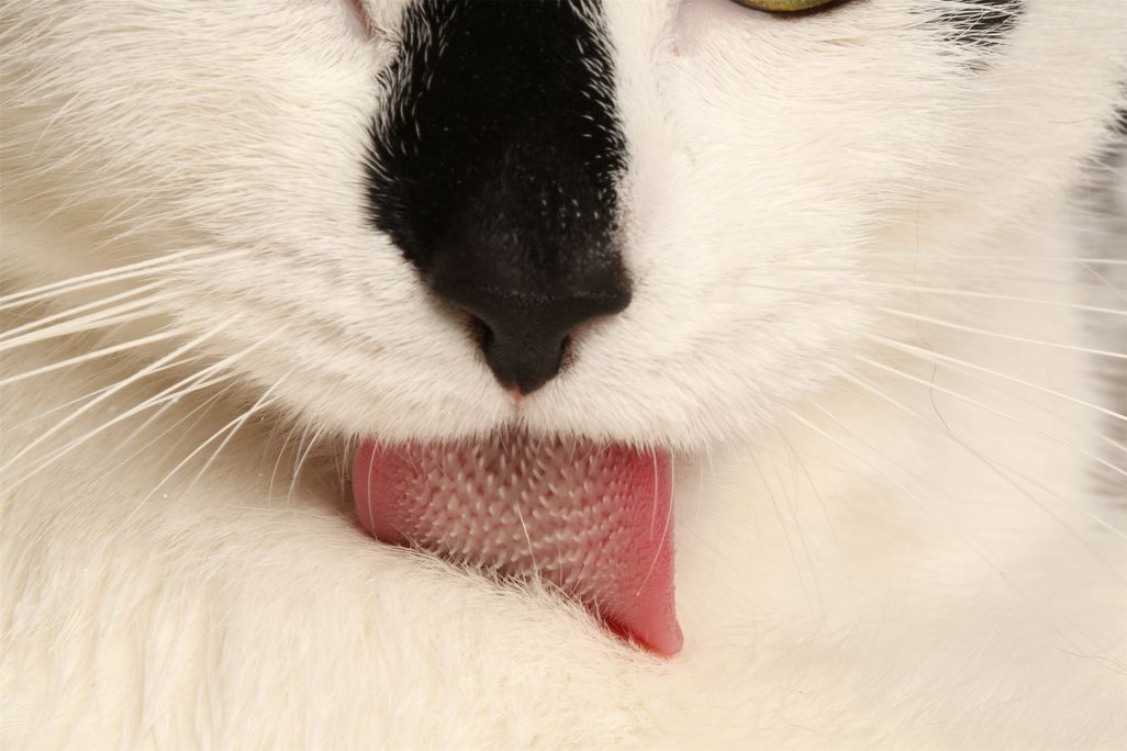 Kitty Tongue