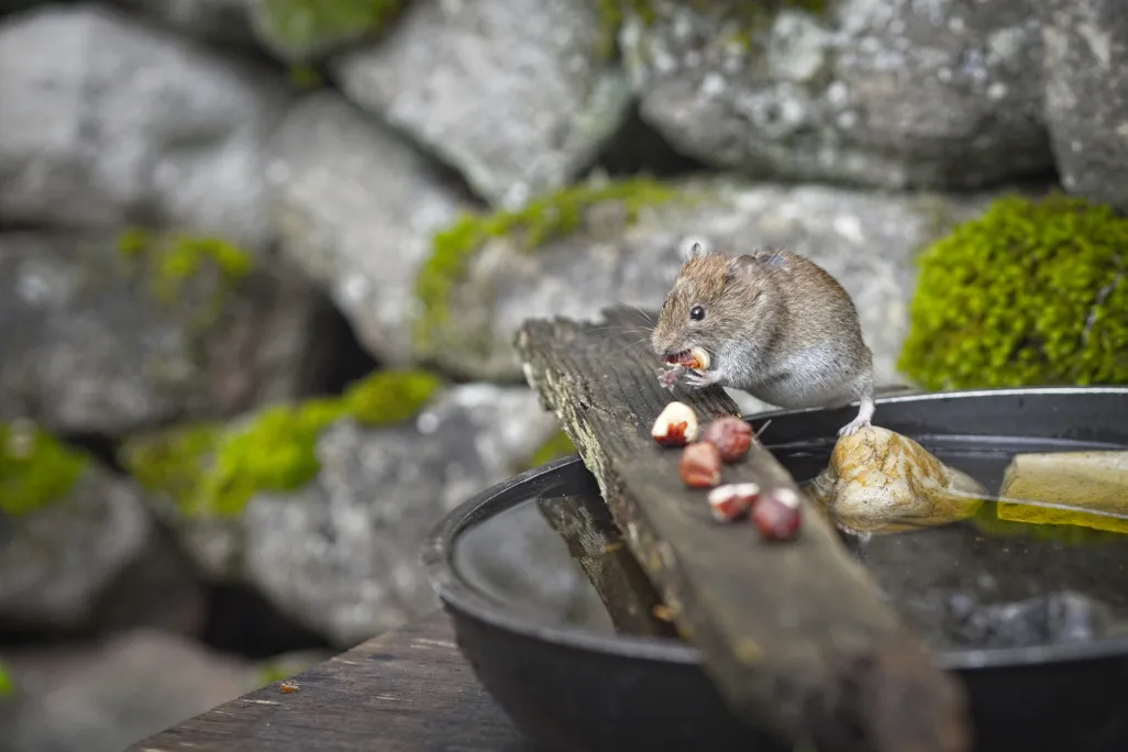 A mouse eats nuts on a wooden plank with rocks in the background