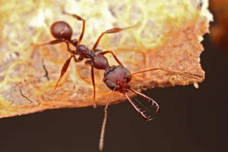 A member of the Myrmoteras genus of trap-jaw ants, with mandibles deployed.