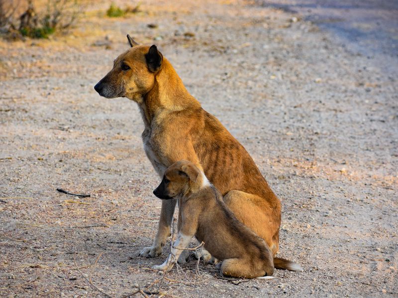 Stray dogs Smithsonian Photo Contest Smithsonian Magazine
