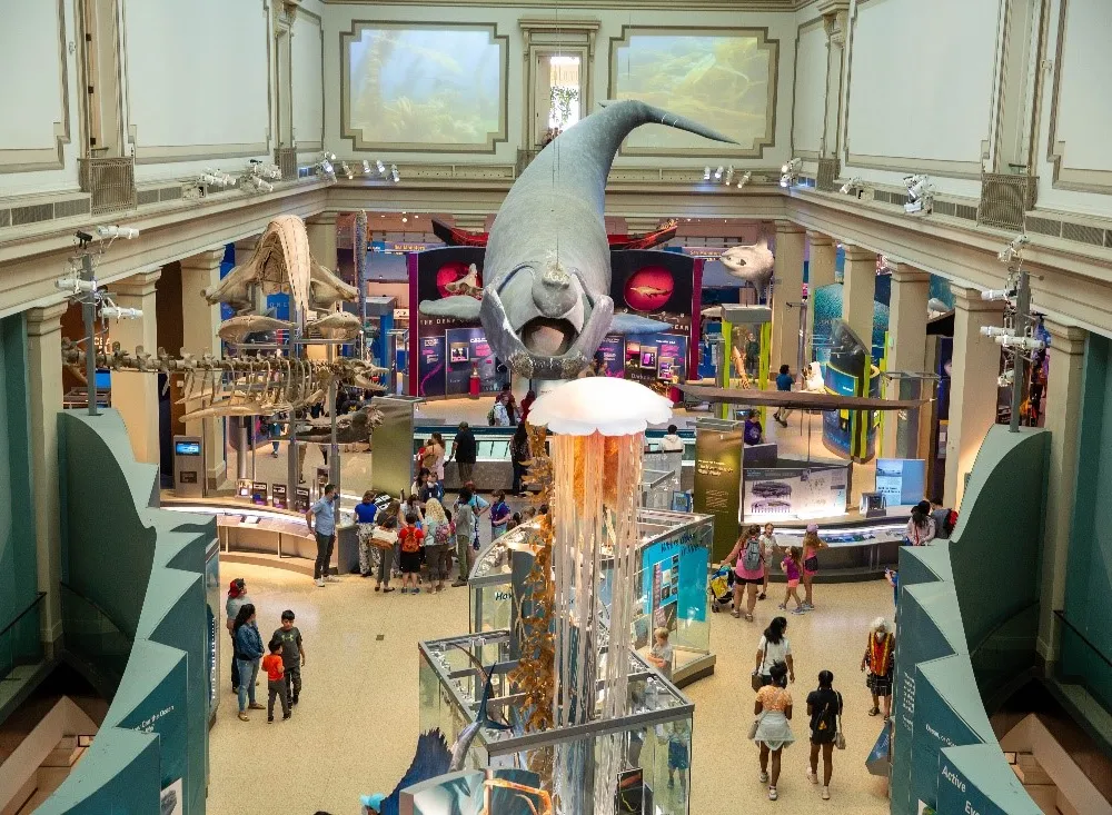 A museum with a large scale whale overtop and visitors exploring the exhibit