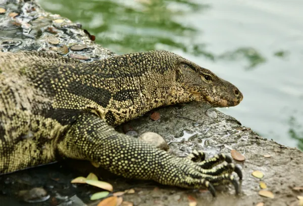 Monitor lizard in the heart of Bangkok. thumbnail