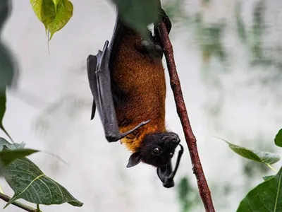 A bat hangs upside-down on a thin branch during the day. Green leaves line the frame of the photo.