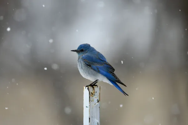 Snowy day blue bird. thumbnail