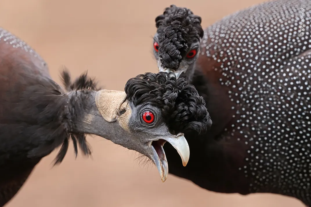 spotted, turkey-like birds with curly feathers on their heads preening