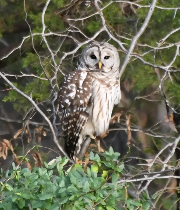 Barred beauty outback thumbnail