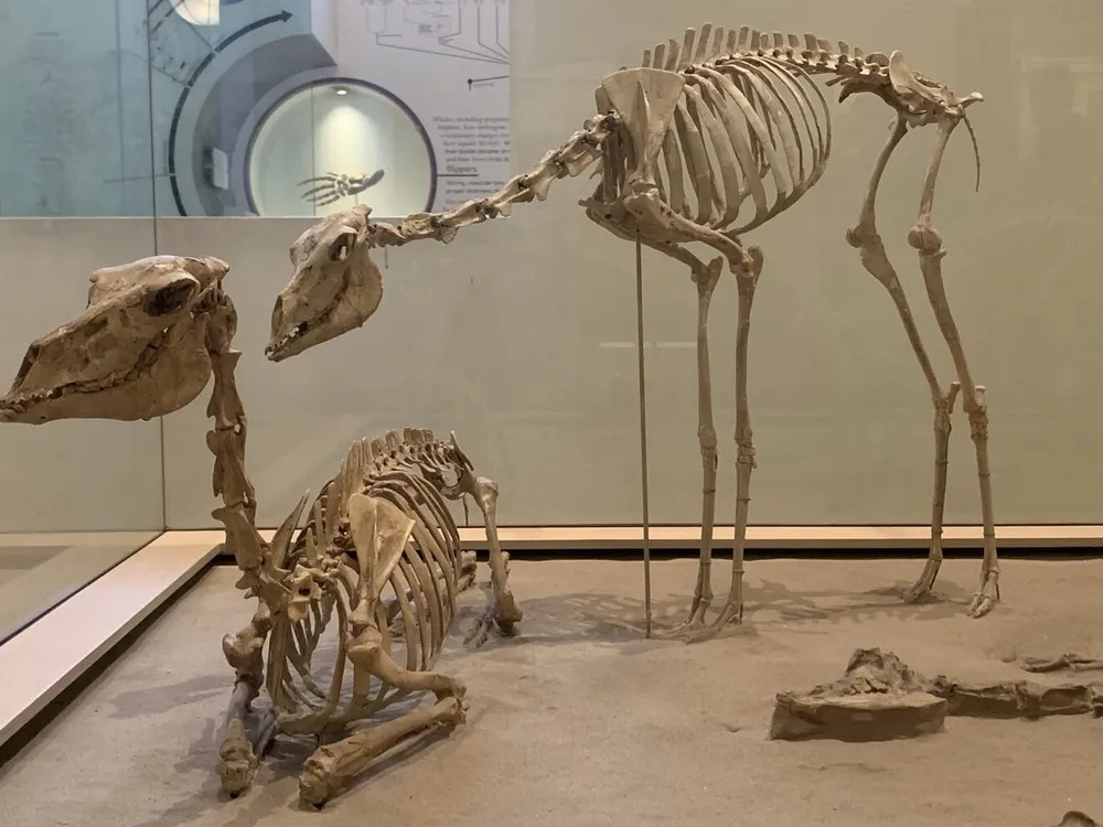 two skeletons of long-necked mammals