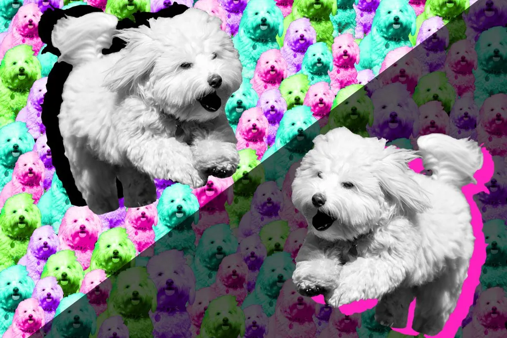 Dogs.jpg
