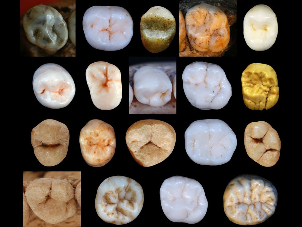 Hominin Teeth