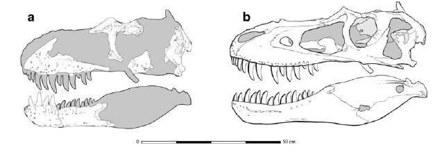 20110520083302teratophoneus-skull-reconstruction.jpg