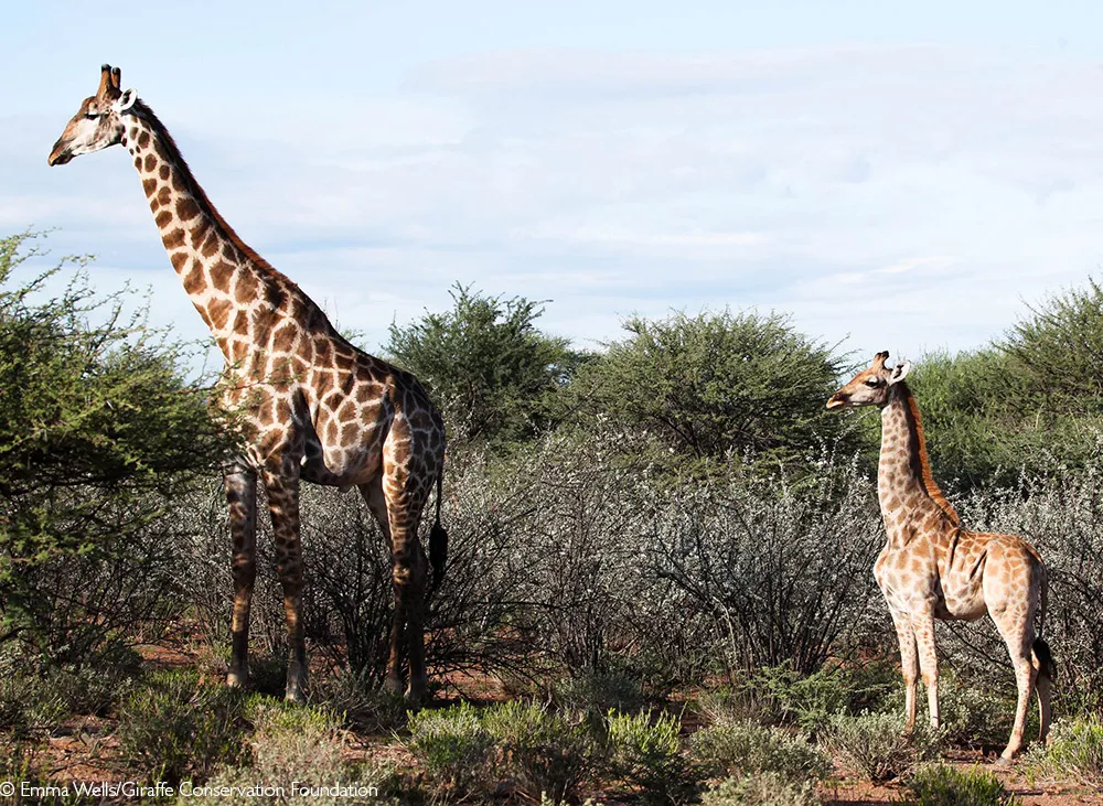 A photo of two giraffes standing in an open space surrounded by shrubs. The giraffe on the right has dwarfism, and it is significantly shorter than the taller giraffe on the left. 