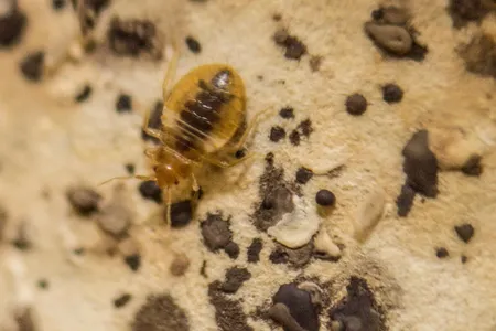 A bed bug surrounded by potentially parasite-laden feces. 