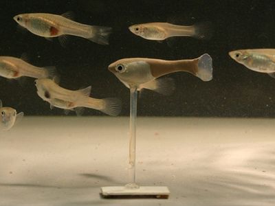Real guppies respond to Robofish&mdash;a 3D-printed plastic model with a vaguely realistic paint job&mdash;as if it were a real schoolmate. Researchers used different-sized Robofish to show that guppy schools tend to follow larger fish.