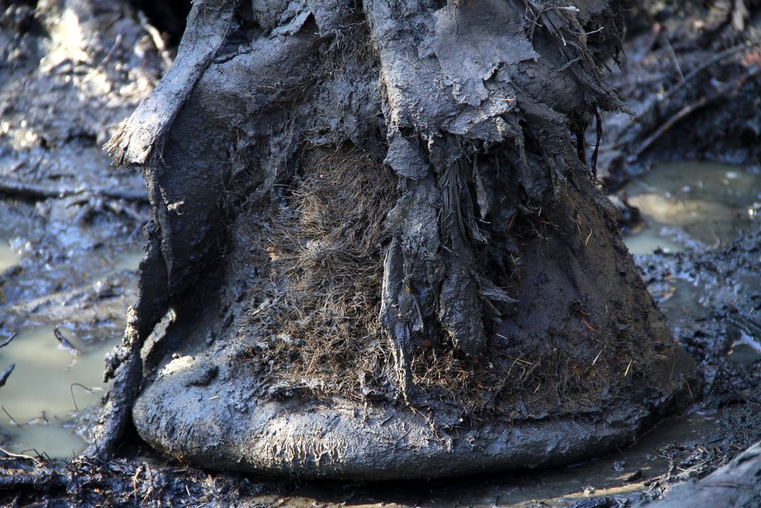 Brown mammoth foot