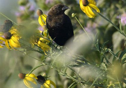 Cowbirds (a male, above) "are more highly evolved than we previously thought," says Jeff Hoover.
