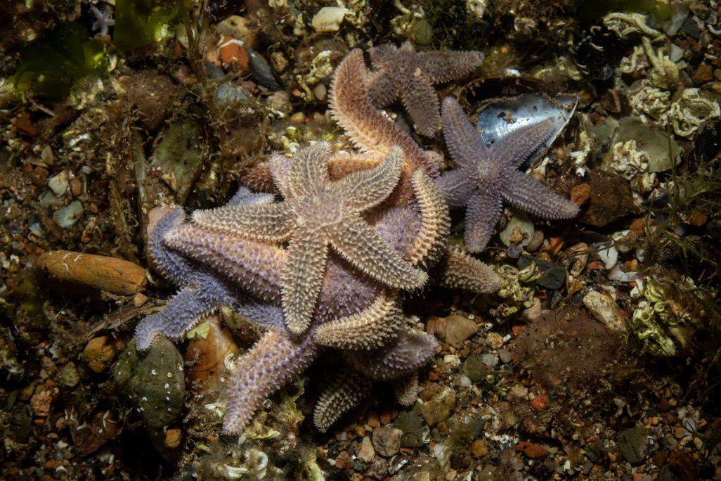 Asterias rubens