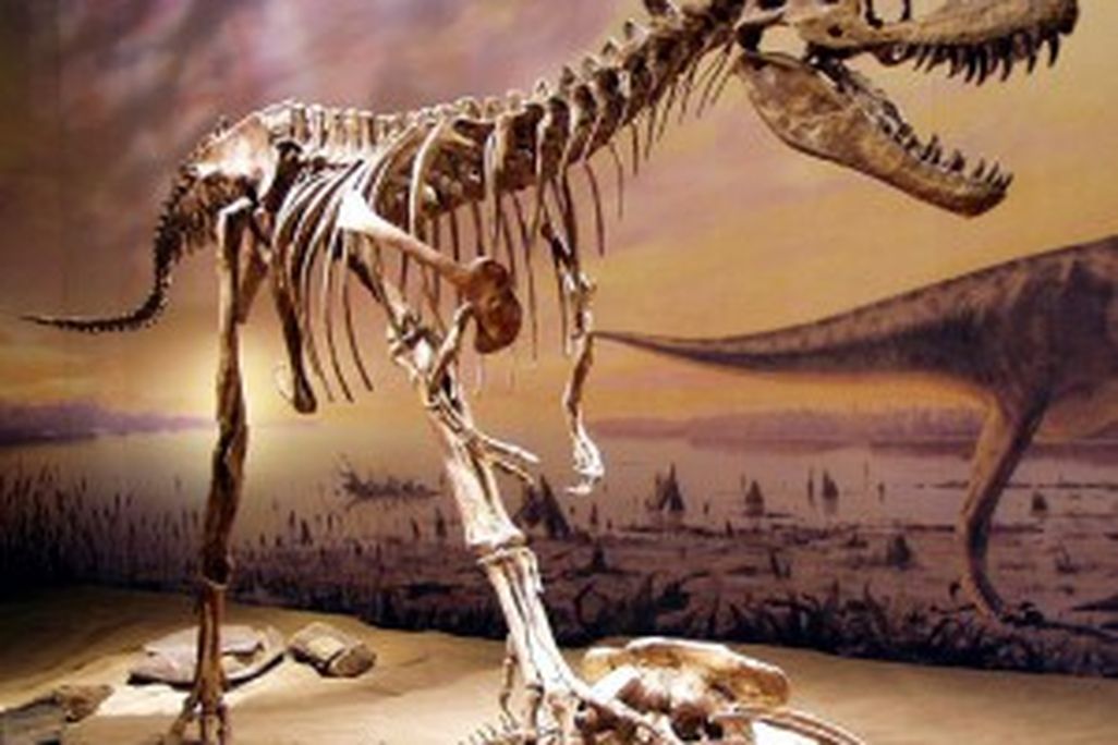 20110520083207Albertosaurus-skeleton-300x246.jpg