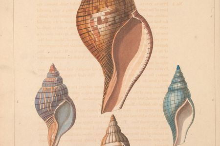 Plate from Conchology, or, The natural history of shells. London :W. Miller,[1811]. (Biodiversity Heritage Library, Smithsonian Libraries and Archives).