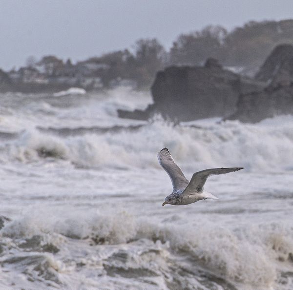 Sea Gull in the Storm thumbnail