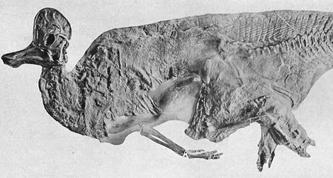 Corythosaurus