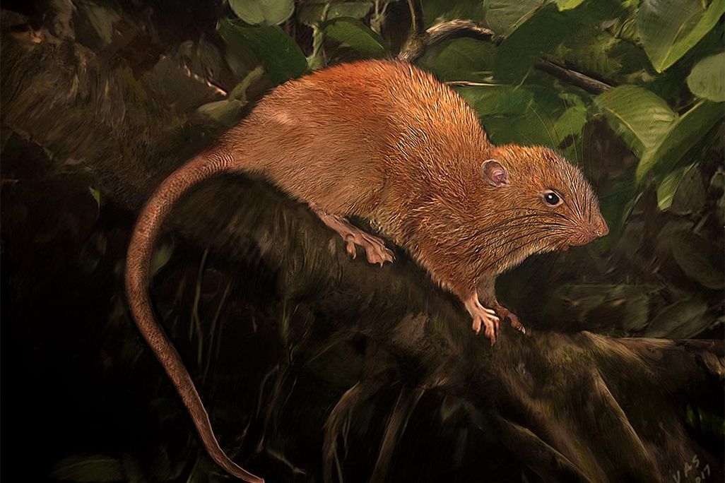 U. vika illustration, copyright Velizar Simeonovski, The Field Museum (1).jpg