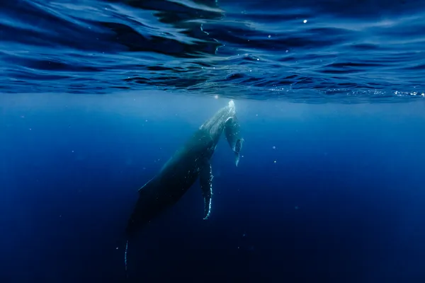 Mother and Calf thumbnail