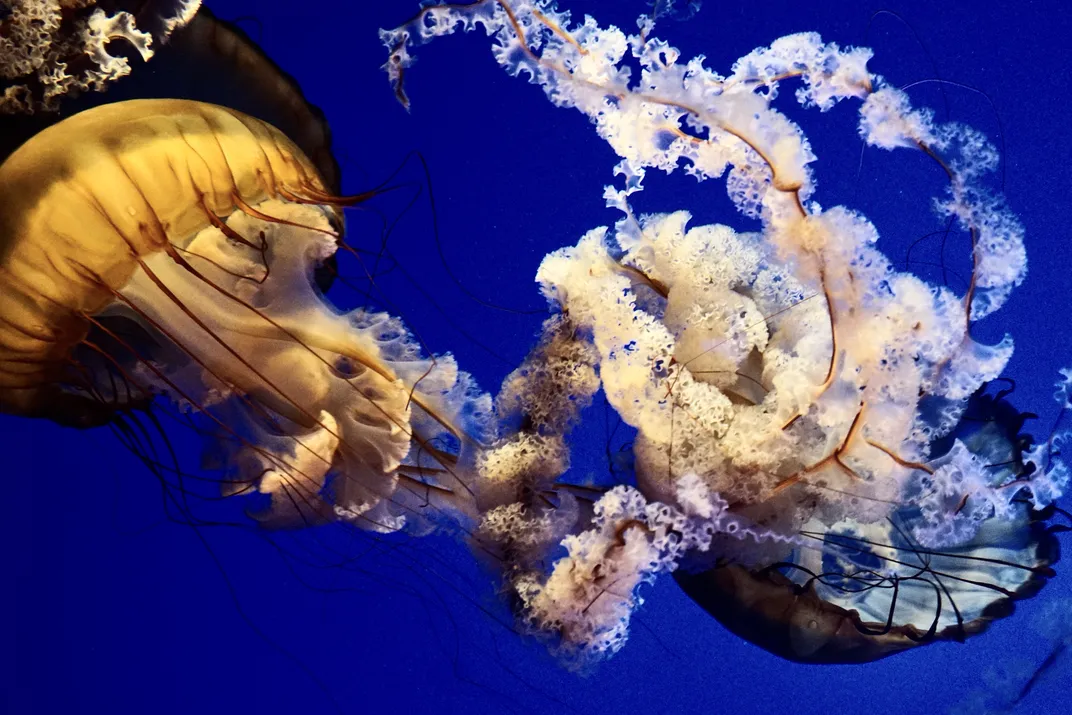 Pacific sea nettles are seen from two different perspectives