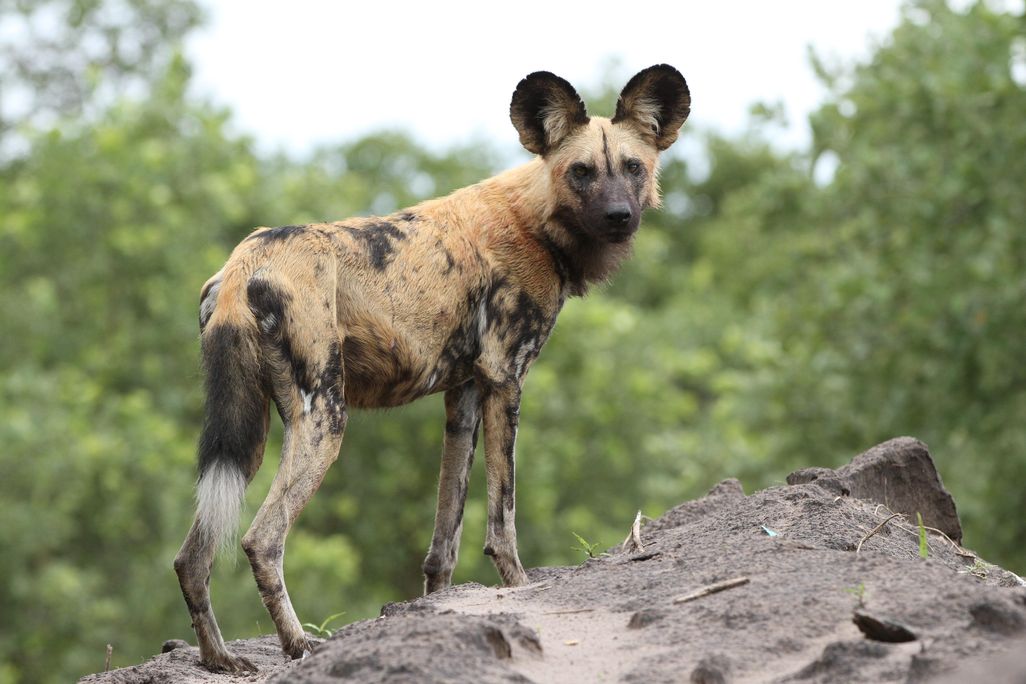 African_painted_dog,_or_African_wild_dog,_Lycaon_pictus_at_Savuti,_Chobe_National_Park,_Botswana._(32318493420).jpg