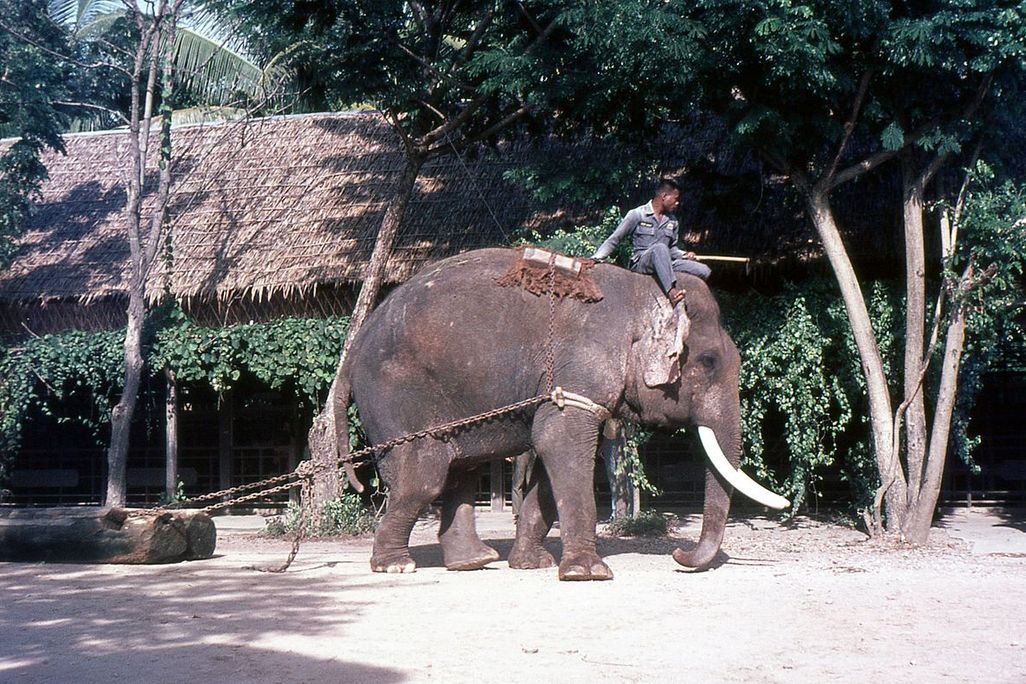 Thailand’s elephants